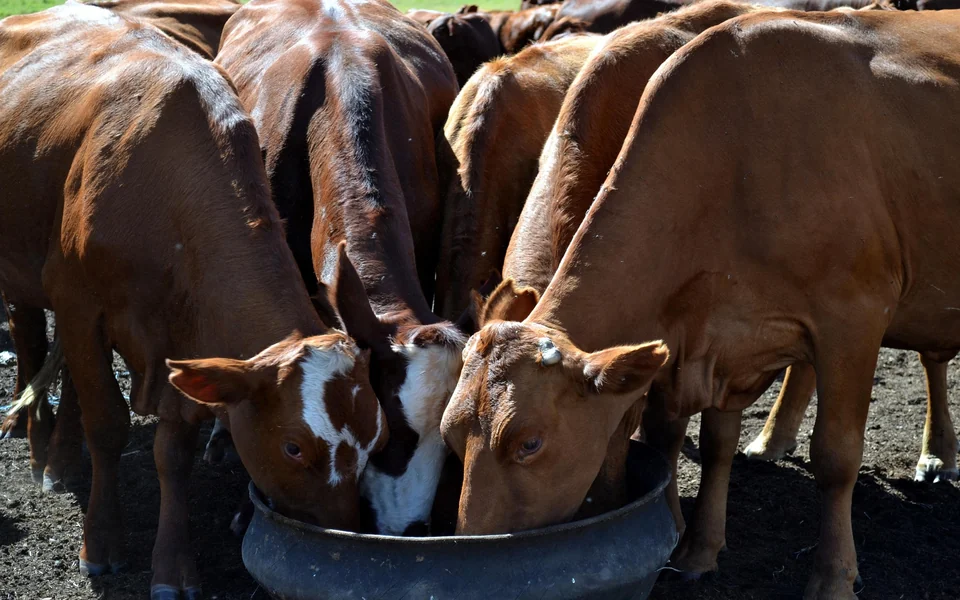 Bovinos de pelagem avermelhada bebendo juntos em um cocho, em área de criação
