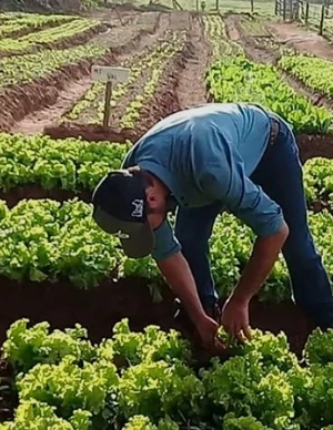 Produtor rural curvado colhendo alface em uma lavoura